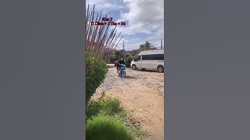 Cung Cấp Hoa Cúc Đại Đoá Tết 2023 1M2 1M 85 60 40 ÂL CÔNG TY CP SX HOA CÚC NINH GIANG A NHÀN