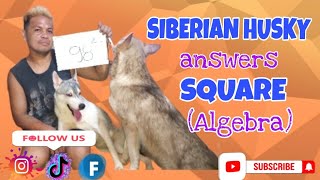 SIBERIAN HUSKY ANSWERS: SQUARE (ALGEBRA)| Wakyrie Abs #siberianhusky #husky #algebra by Wakyrie Abs 123 views 1 year ago 8 minutes, 55 seconds