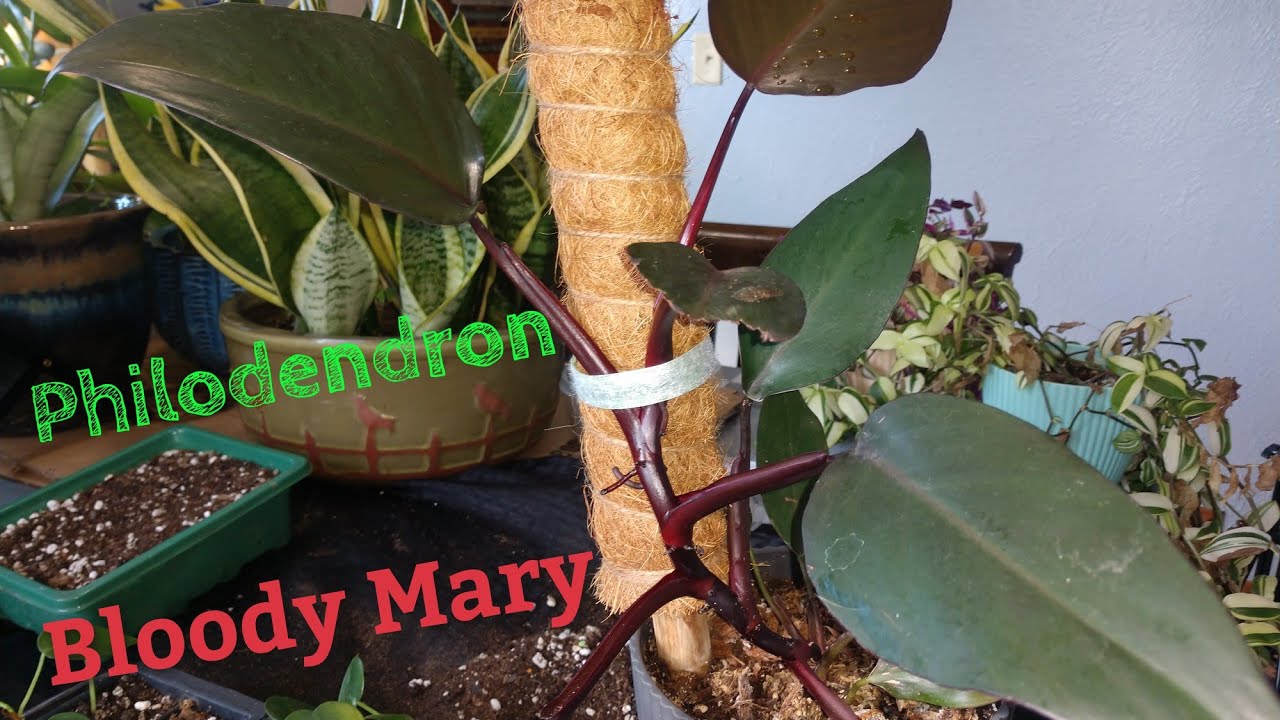 Philodendron Bloody Mary. Why don't you own this??
