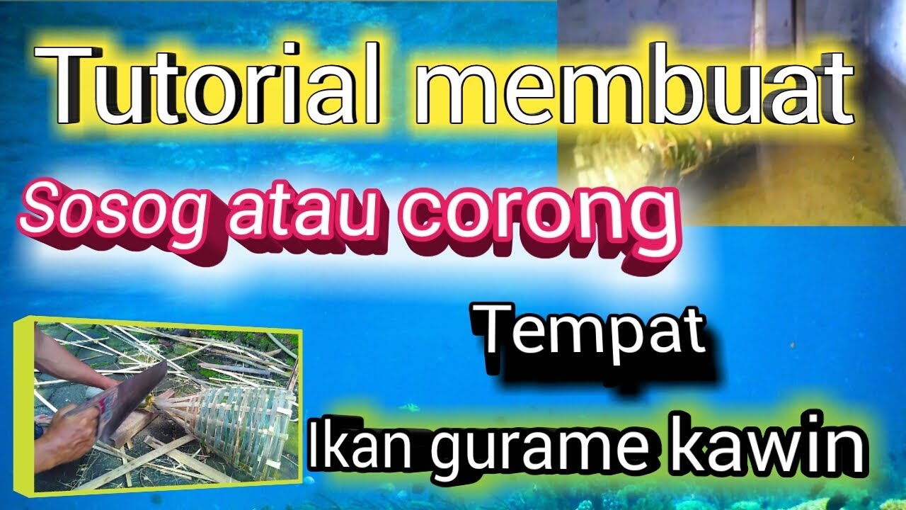 Tutorial membuat sosog atau corong tempat ikan gurame kawin