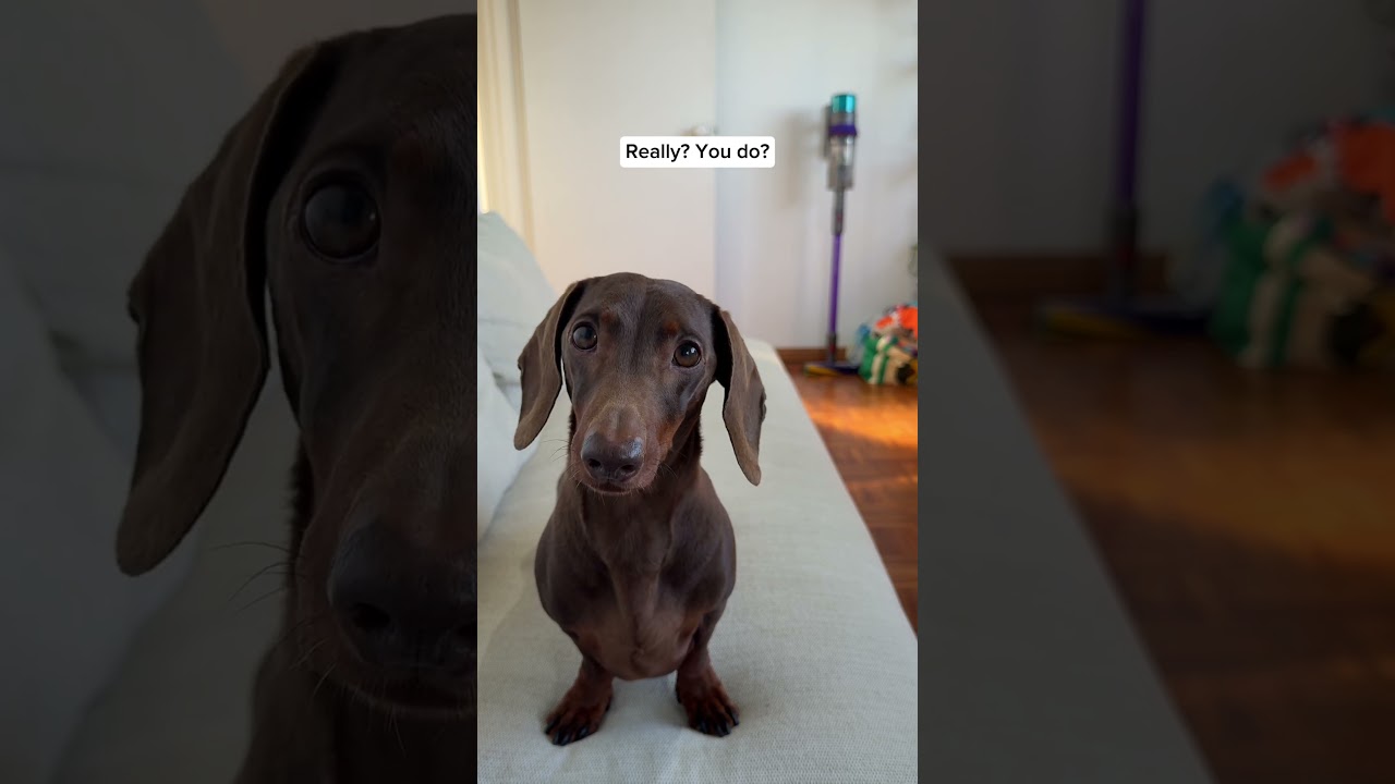 Do you like his new fruit outfit? 🍌🍌🍌 