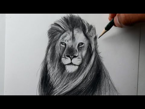 Vídeo: Como Desenhar Um Leão Com Um Lápis