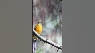 SUARA BURUNG LUNTUR HARIMAU #nature #wildlife #birds