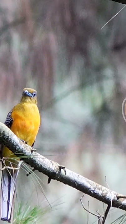 SUARA BURUNG LUNTUR HARIMAU #nature #wildlife #birds