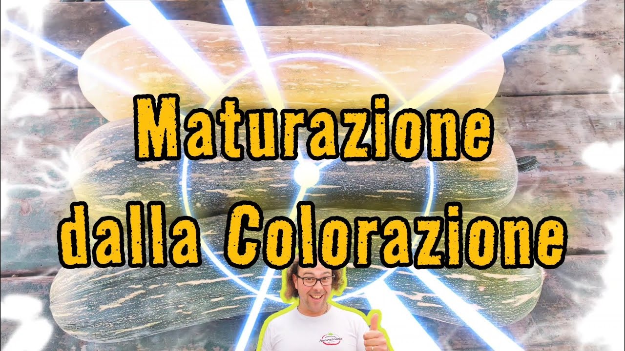 ZUCCHE Come capire il livello di Maturazione prima di raccoglierle