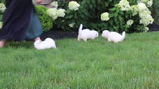 Bichon Puppies For Sale