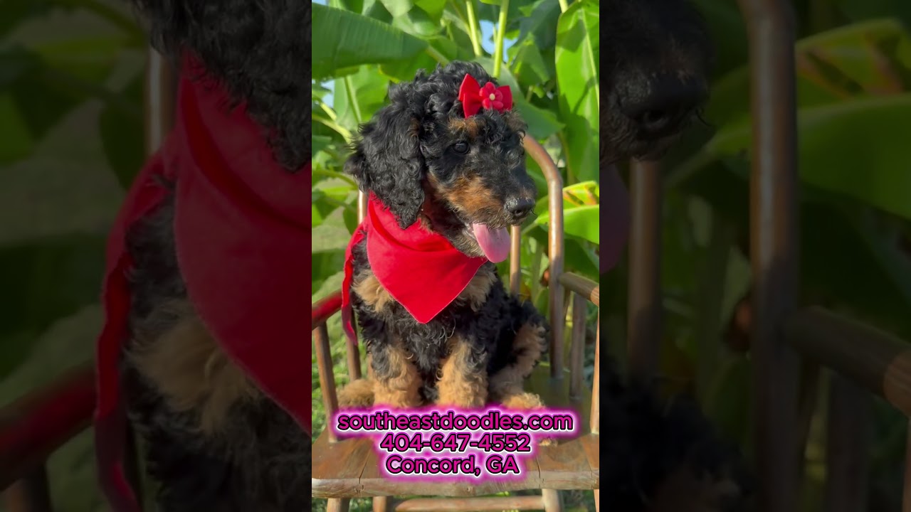 Meet Ms. Bellamy Video