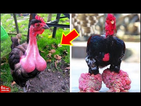 Video: Mười hai giống gà hoàn toàn kỳ quái