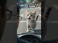 【涙目】バイクから振り落とされた子猫、車にお願いポーズしてきたwww #Shorts #猫 #AI動画