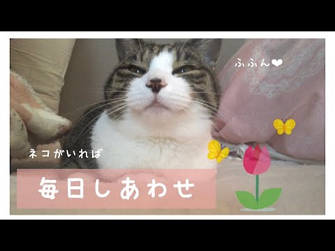 【癒し】何でもない休日 / 猫と暮らす日常 / 甘えんぼ猫