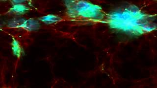 Reionizing the Universe with Dwarf Galaxies