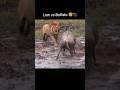Lion Vs Buffalo.#shorts #animals #lion #buffalo
