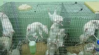Лабораторные крысы Лабораторные крысы