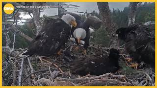 Big news for Big Bear’s famous bald eagle