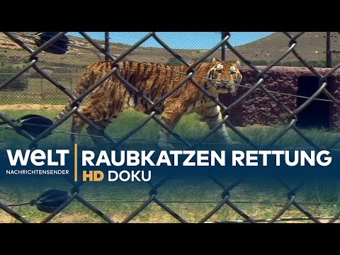 Video: Deutsche Schäferhunde helfen, gefährdete Tiger einfach zu speichern, indem sie Goofballs sind