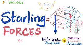 Starling Forces made easy - Hydrostatic Pressure and Colloidal Osmotic (Oncotic) Pressure - Physio