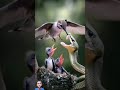 يحاول فق نيب لكي يجعله حثاله Shorts يحاول فق نيب لكي يجعله حثاله Shorts