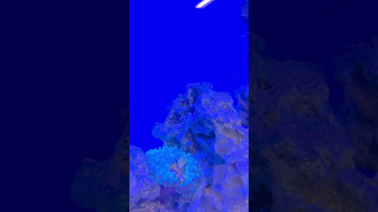 Ultimate Jamaican Reef Aquarium Setup: Stunning Corals & SPECTACULAR Fish Revealed!