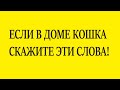 ЕСЛИ В ДОМЕ КОШКА СКАЖИТЕ ЭТИ СЛОВА!