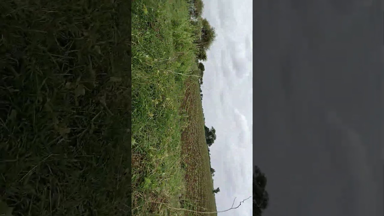 Dangerous Snake Attack in Farm 