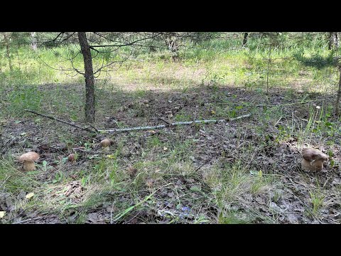 Грибной сезон 2024!!!Белые грибы на каждом шагу!!! Грибы растут полянами и ведьмиными кругами!!!