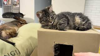 Mimi Is An Exceptionally Sociable And Curious Cat