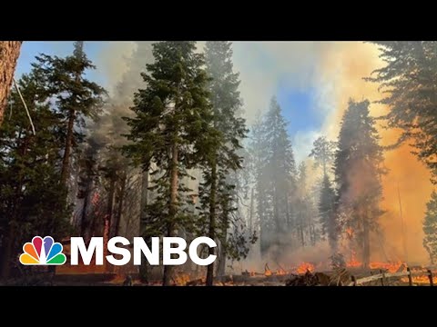 The Race To Save The Sequoias At Yosemite
