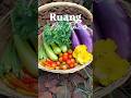me time di kebun samping rumah #berkebundirumah #berkebun #sayuranorganik