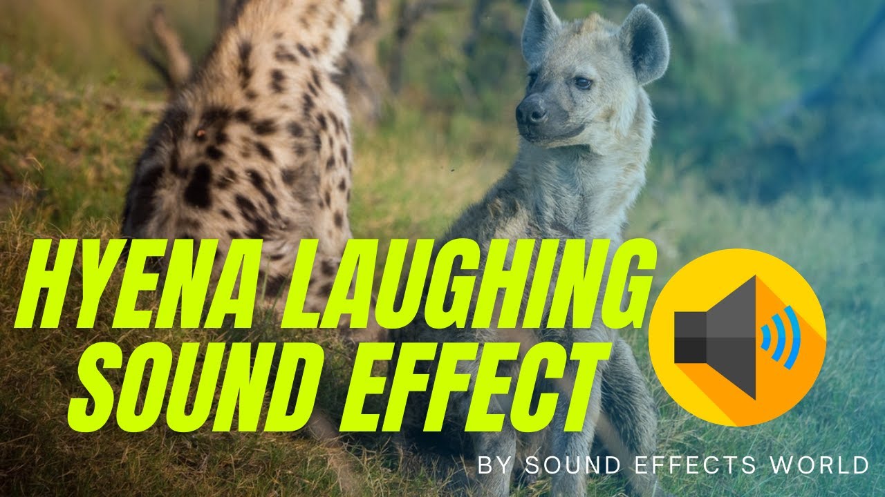 Hyena Laughing Sound Download Download Free MP3 Free Sound Effects