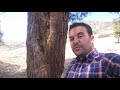 تعرف على أسرار في شجرة موجودة في المغرب عندها فوائد كثيرة تعرف على أسرار في شجرة موجودة في المغرب عندها فوائد كثيرة