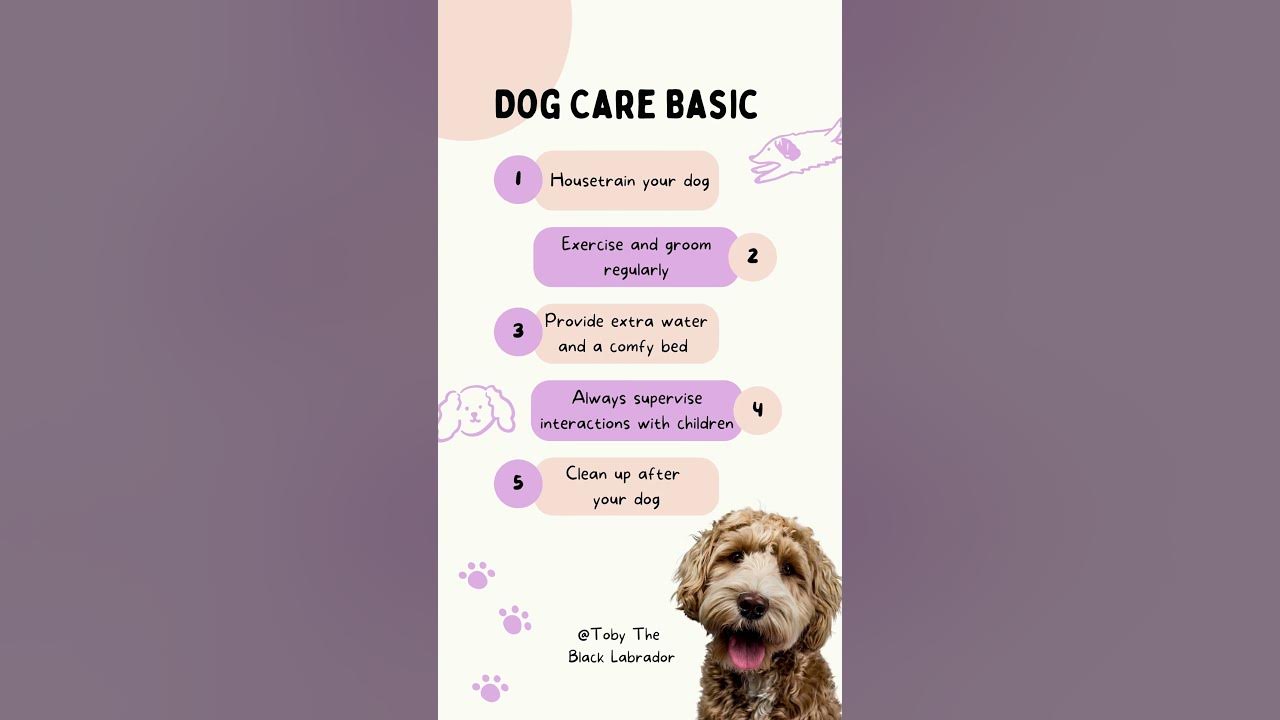 Templates About Basic Dog Care