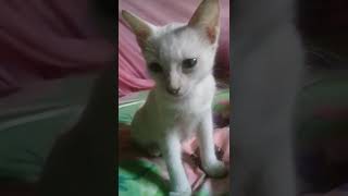 Download Lagu si putih malu-malu kucing😂😅 MP3