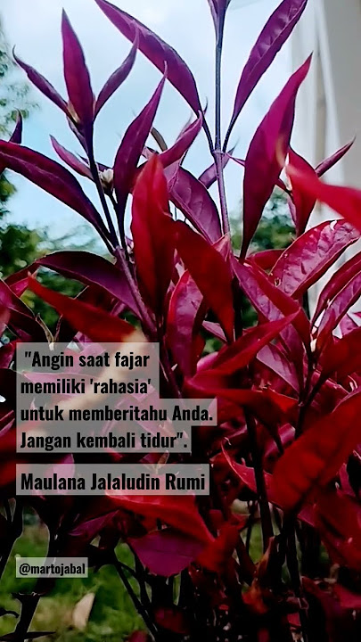 Rahasia Maulana Jalaludin Rumi #storywa #religion #allah #maulana #rumi #jalaludinrumi