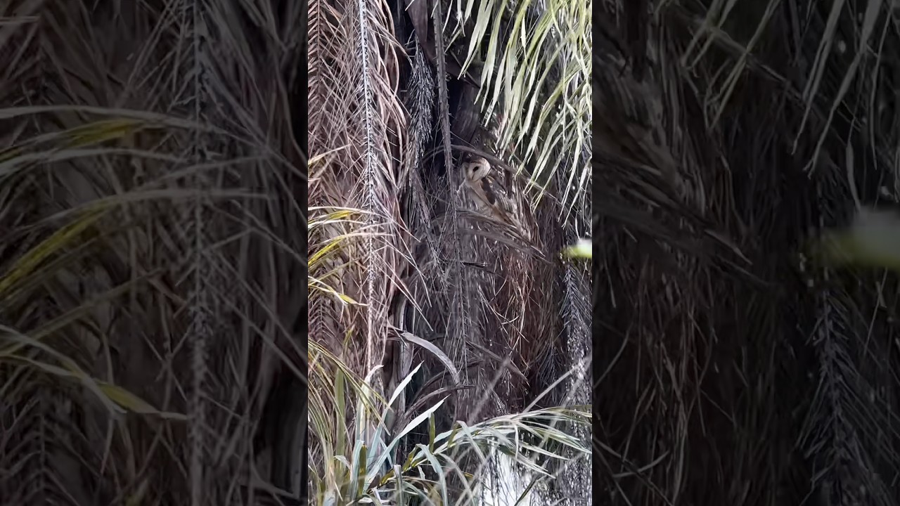 Procurando ninho de coruja