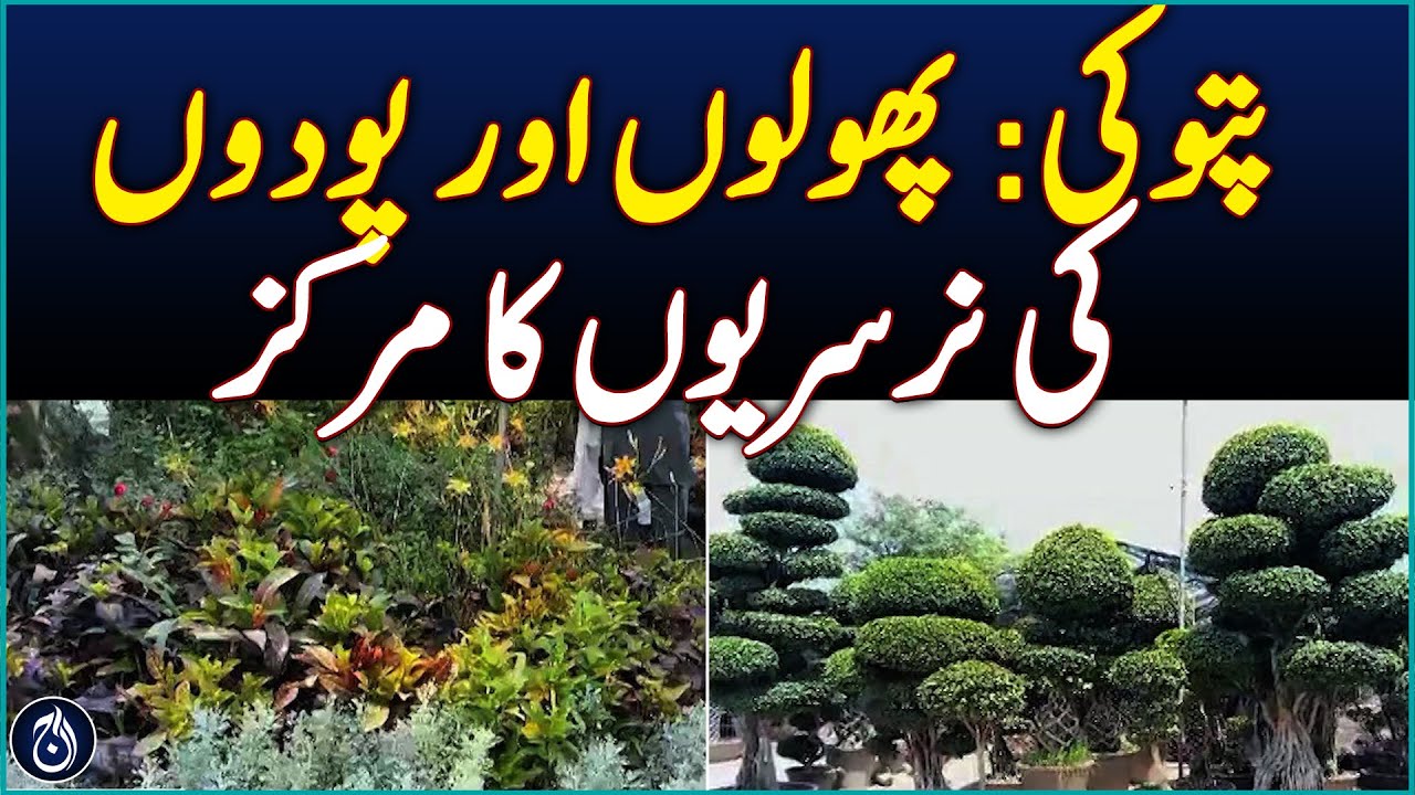 Pattoki Becomes Hub of Floral Nurseries Export - Aaj News