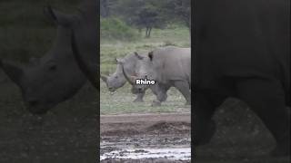 How To Survive A Rhino Attack 😱#shorts #short #shortvideo #shortsvideo #science