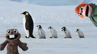 10 Datos Interesantes Sobre Los Pingüinos Emperadores Con Joe Y Hugo Animales Para Niños