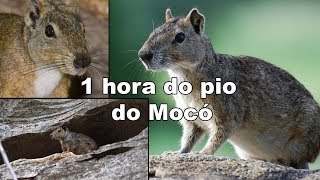 1 HORA DO PIO DO MOCÓ screenshot 1