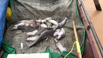 Kích cá ở độ sâu 15 mét | kích kéo cáp | 0985802199