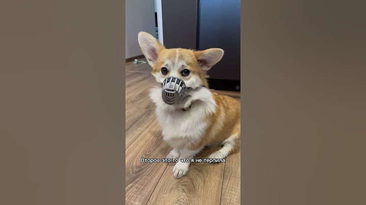 Кто сказал что корги идеальная собака?! #корги #милюков #юмор #животные