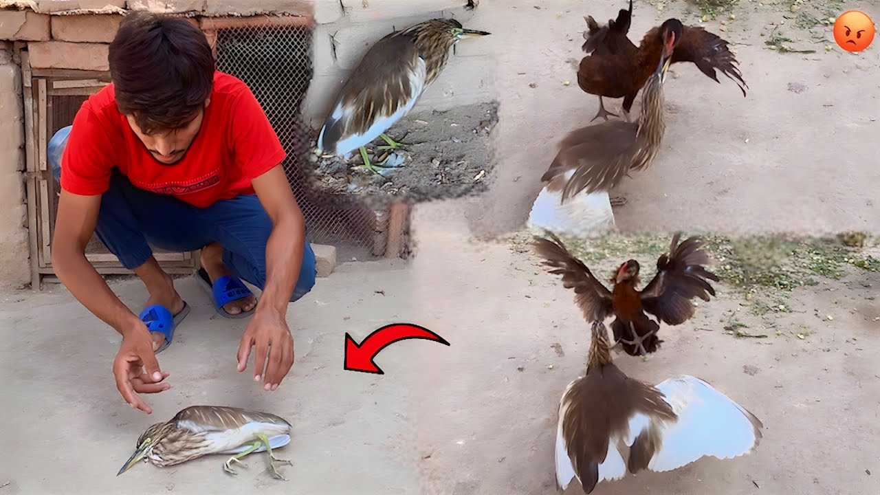 Murgy Ny Indian Pond Heron |Bugla| Py Dava Bole Diya 😰|| Hammad pet house