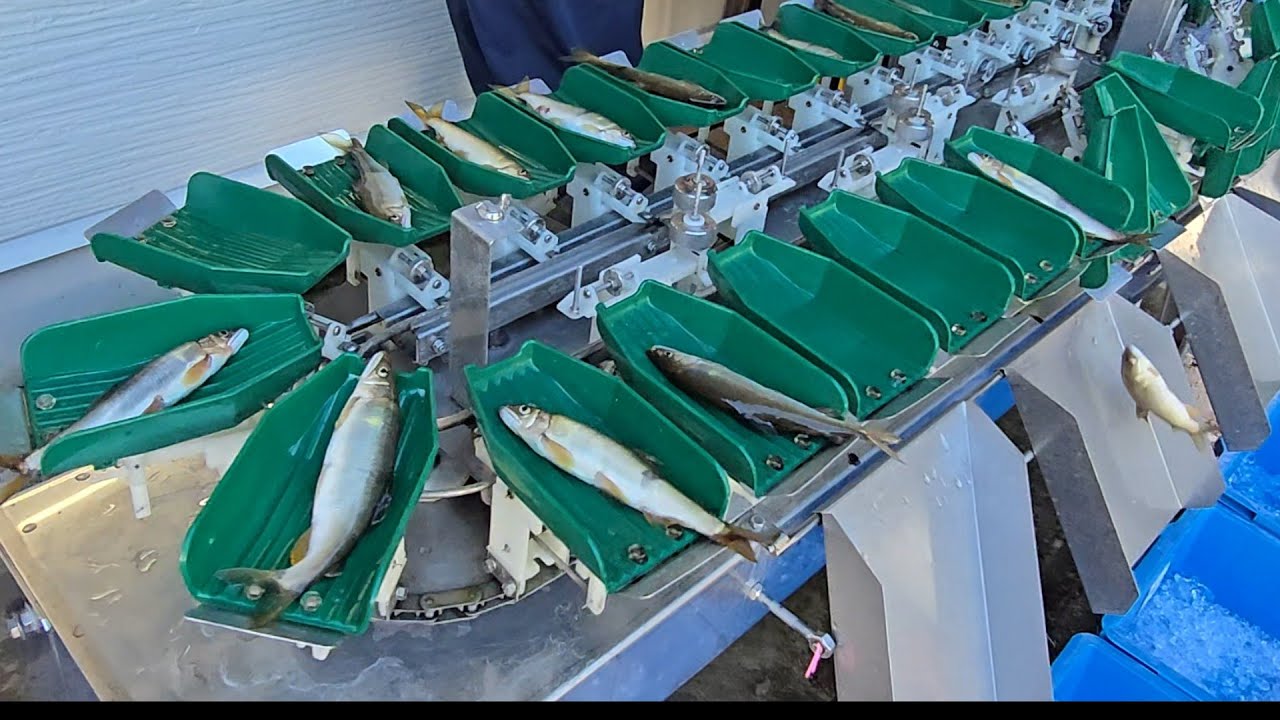 【今シーズン最後の郡上鮎 出荷】郡上漁協