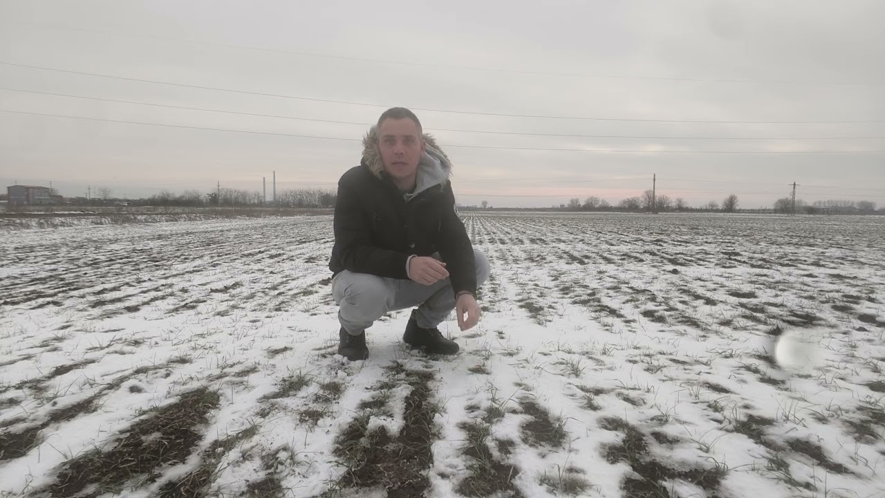 Rezistă grâul și orzul la ger? Ce se întâmplă cu culturile de toamnă pe frig extrem