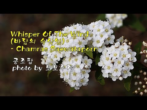 Whisper <strong>Of</strong> The Wind (바람의 속삭임) / <strong>Chamras</strong> Saewataporn &amp;amp; photo by 모모수계