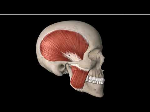 Vidéo: Origine, Anatomie Et Fonction Du Muscle Temporel - Cartes Corporelles