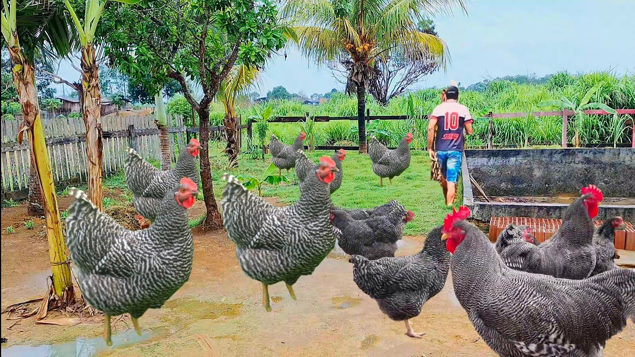 LARGUEI TUDO PARA VIVER DA CRIAÇÃO DE GALINHAS CAIPIRA E CAIPIRÃO NA CHÁCARA DEU MUITO CERTO 