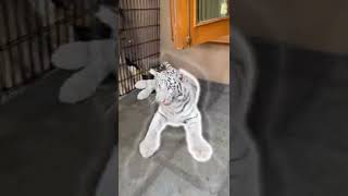 Lucunya Selen BabyTiger Kak Alshad Ahmad #shorts #viral #tiger #bigcat #animals #wildanimals #cat