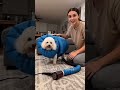 Dry Pets Faster, Calm Grooming Every Time!