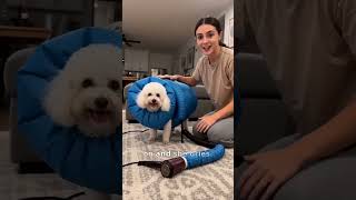 Dry Pets Faster, Calm Grooming Every Time!