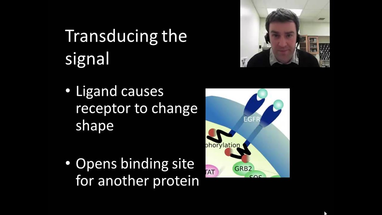 Signal transduction pathways YouTube